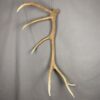 Elk Antler #26