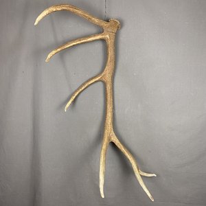 Elk Antler #26