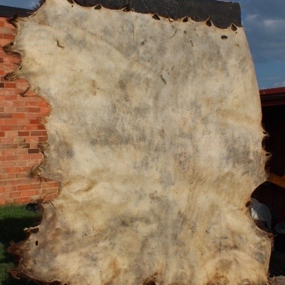 Black Bear Rawhide