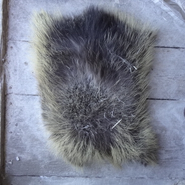 DSC01671 Porcupine Skin (Dried)