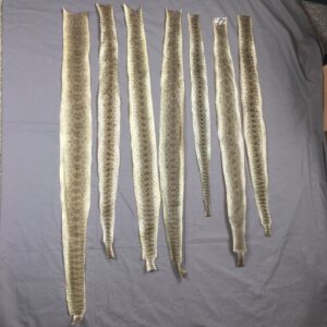 Rattlesnake Skins (dried)