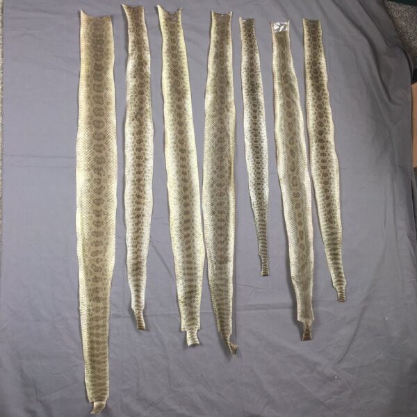 IMG_3478 Rattlesnake Skins (dried)
