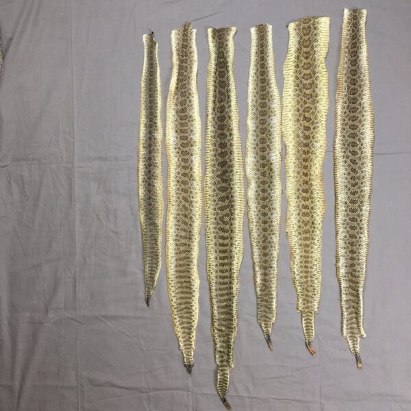 IMG_3481 Rattlesnake Skin (Tanned)