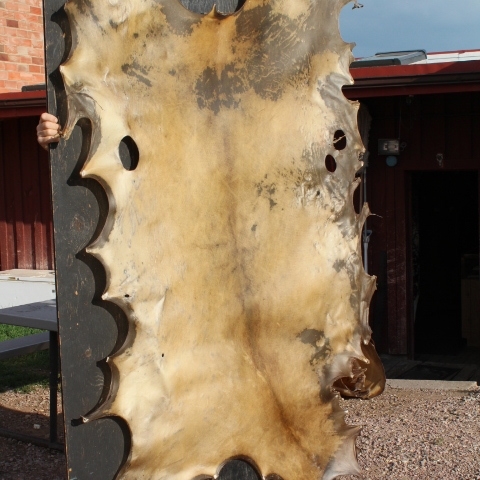 IMG_6920 Elk Rawhide