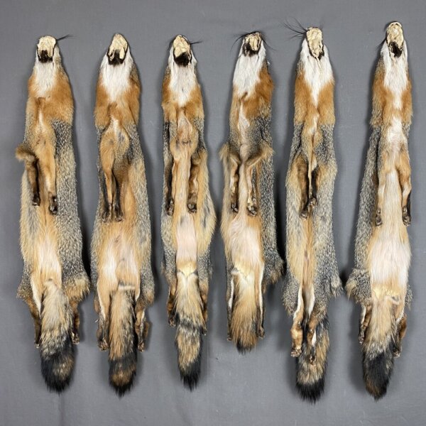 Gray Fox Hide