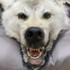 Wolf Rug