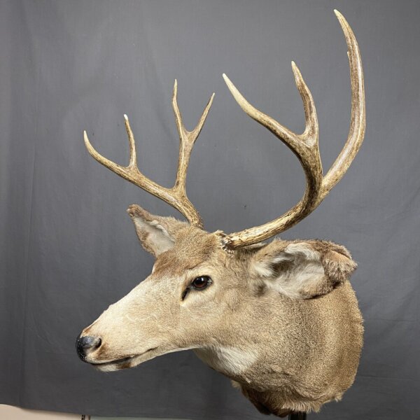 16381C92-D708-4691-BB76-8D6FFDE00F59_1_201_a Mule Deer Mount 4x4 SQ2341