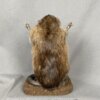 Muskrat Preaching SQ7283