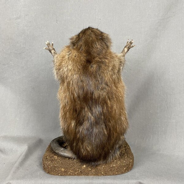 1720EFC2-8430-4FEE-9989-7992EBFFDD0C_1_201_a Muskrat Preaching SQ7283
