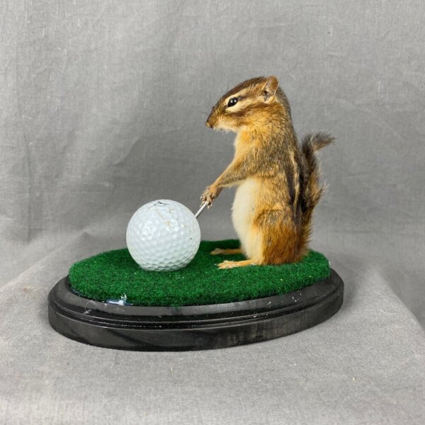 2630AC41-0287-4107-B1CD-02F667FDE9F6 Chipmunk Golfing Mount