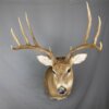 Whitetail deer 5X4 (SQ1300)