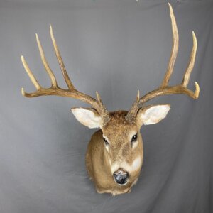 Whitetail deer 5X4 (SQ1300)