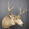 Mule Deer Mount 4x4 SQ2341