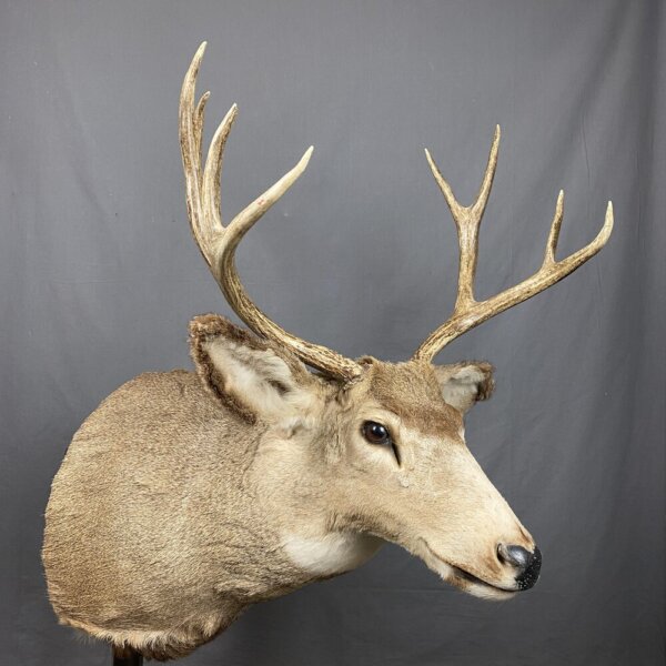 2D5ACC6B-7BCC-417A-A2DC-B25DD2162964_1_201_a Mule Deer Mount 4x4 SQ2341