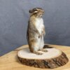 Chipmunk Mount