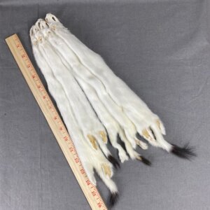 Ermine Skin (B grade)