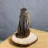 Chipmunk Mount