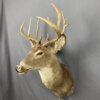 Whitetail Deer SQ476
