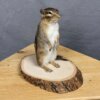 Chipmunk Mount