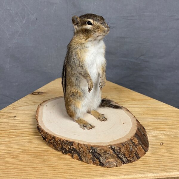 4D5F7FA8-C0EB-4C89-A2E5-362C0459069B Chipmunk Mount