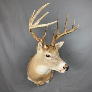 Whitetail deer 5x5 (SQ8680)