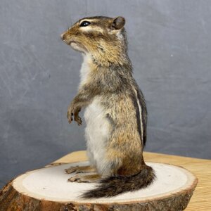 Chipmunk Mount