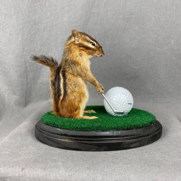 69BDEAB8-E599-43E2-AD2D-16294E5E75CD Chipmunk Golfing Mount