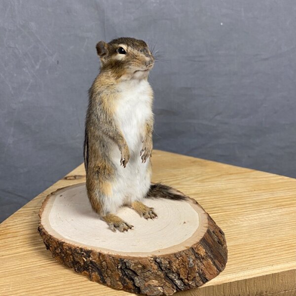 6A3C7E75-899D-46EF-9659-40E6C91063CA Chipmunk Mount