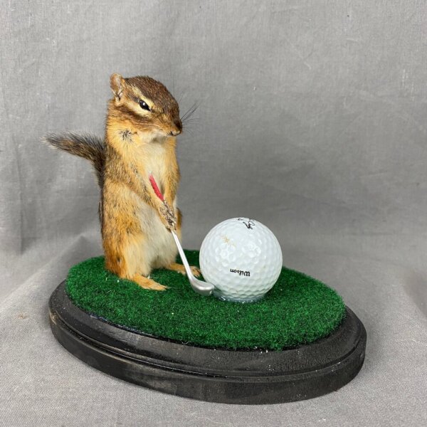 702570C0-815B-4D8A-BCAC-38839394E50C Chipmunk Golfing Mount
