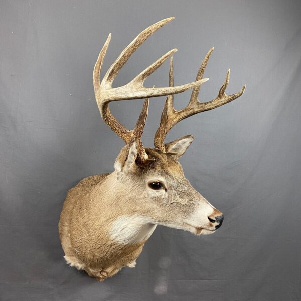 Whitetail deer 5x5 (SQ8680)