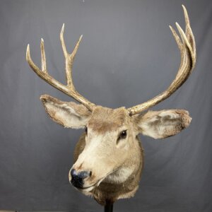 Mule Deer Mount 4x4 SQ2341