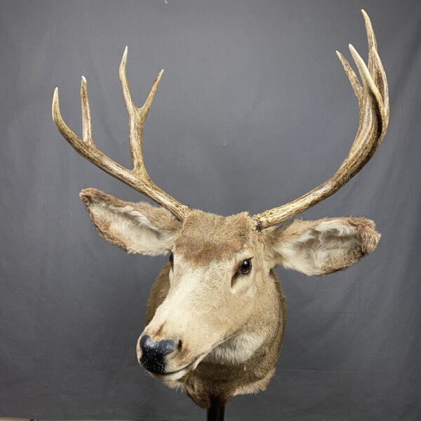 7B2E6BDE-EEF8-405D-A72D-58AFC0CCB6D6_1_201_a Mule Deer Mount 4x4 SQ2341