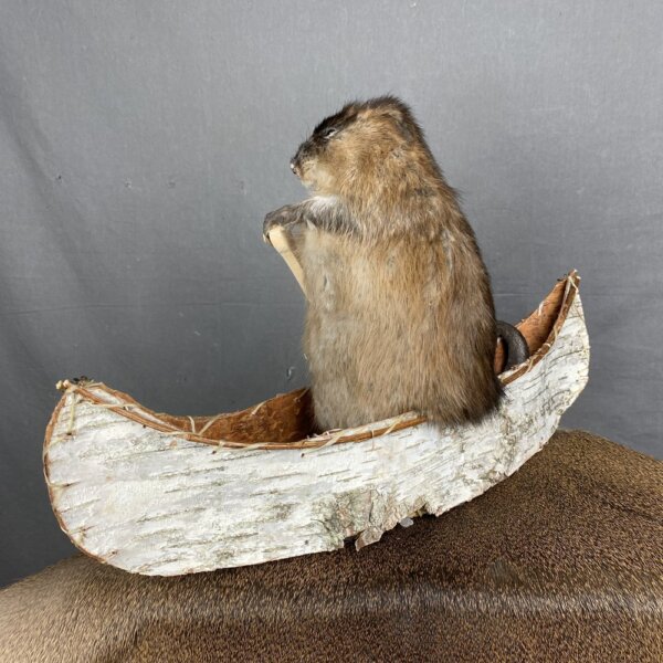 7D06665B-BBCF-42E7-AA63-235494DFA605 Muskrat Canoe Mount