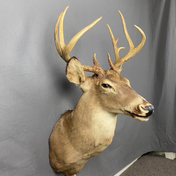 Whitetail Deer SQ476