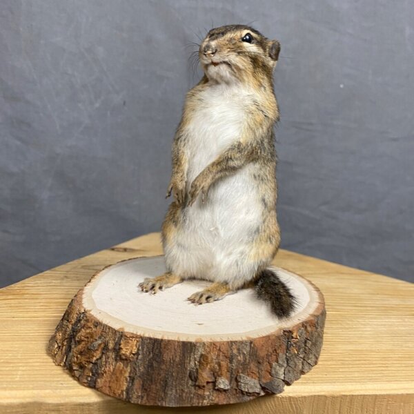 8267AE6D-C71F-4BB0-9F59-3C181BB004C0 Chipmunk Mount