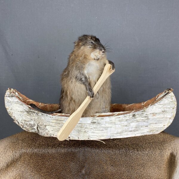 8A333B80-465A-4FA1-9215-689FBE0D1044 Muskrat Canoe Mount