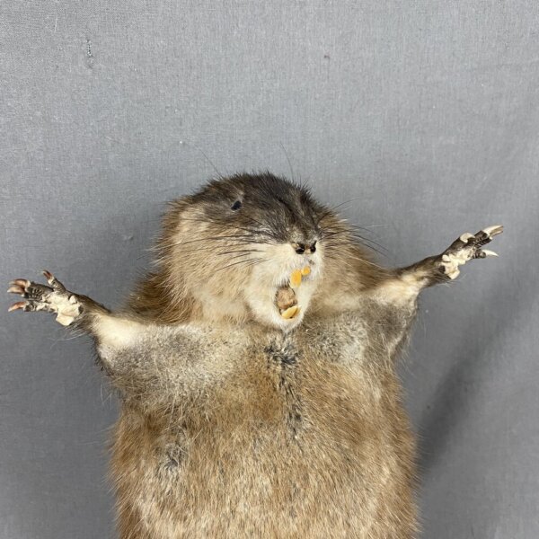93D7D207-8580-4273-956A-6E52BFB1845A_1_201_a Muskrat Preaching SQ7283