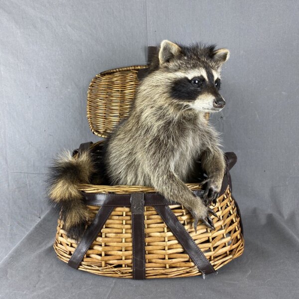 Raccoon (Fishing Basket)