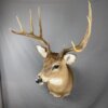 Whitetail deer 5X4 (SQ1300)