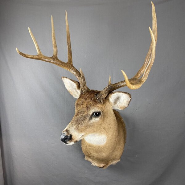 Whitetail deer 5X4 (SQ1300)
