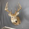 Whitetail deer 5x5 (SQ8680)