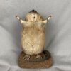 Muskrat Preaching SQ7283