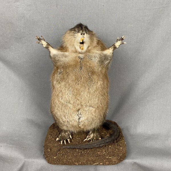 A7C7F983-748E-4960-A4D5-5C0F00E868B2_1_201_a Muskrat Preaching SQ7283