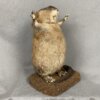 Muskrat Preaching SQ7283
