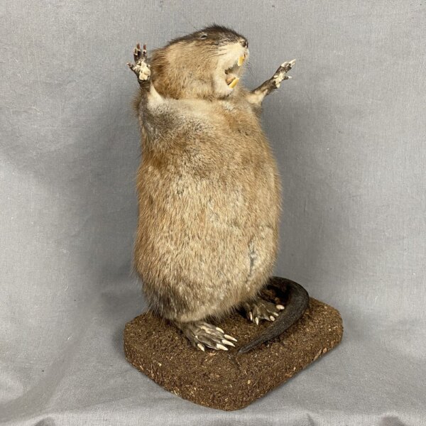 AA0C2DE7-B6BA-46BA-90EF-401762D7A498_1_201_a Muskrat Preaching SQ7283