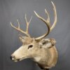 Mule Deer Mount 4x4 SQ2341