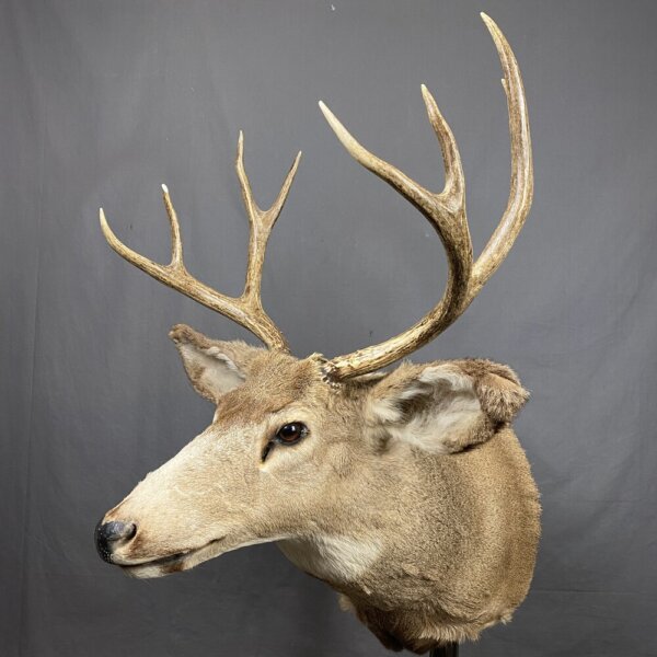 B6A3865B-CBED-44D8-8E30-B0B242F68BF7_1_201_a Mule Deer Mount 4x4 SQ2341