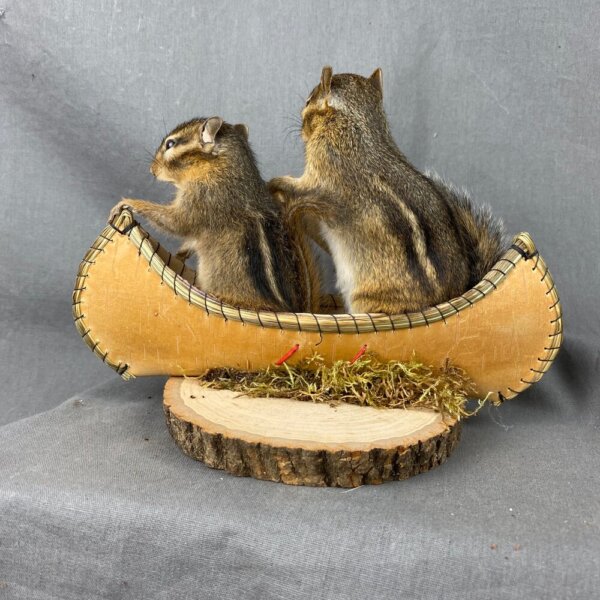 BB64EDD0-DF32-453F-B4B9-934303B4D996 Chipmunk Canoe Mount (Double)