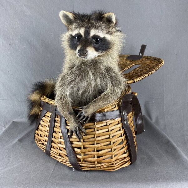 Raccoon (Fishing Basket)