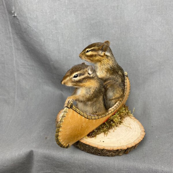 CD0F32E2-949A-4C95-B91E-882BAFC72649 Chipmunk Canoe Mount (Double)